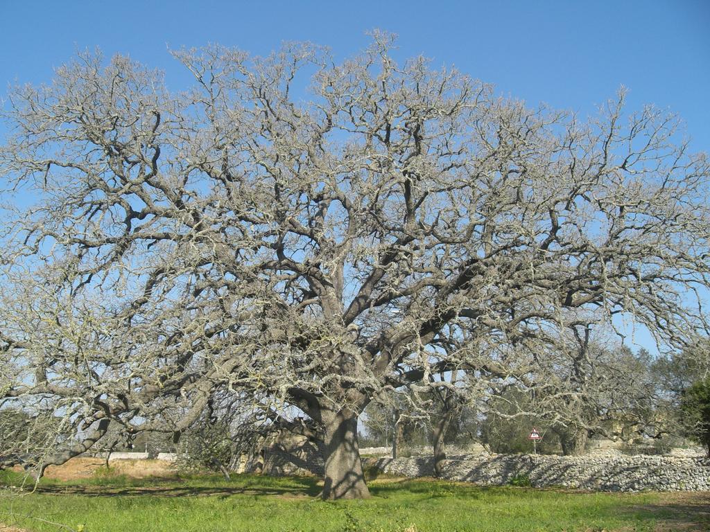 Masseria Uccio Tricase Kültér fotó